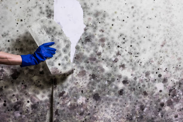 Best Mold Damage Repair  in West Lafayette, IN