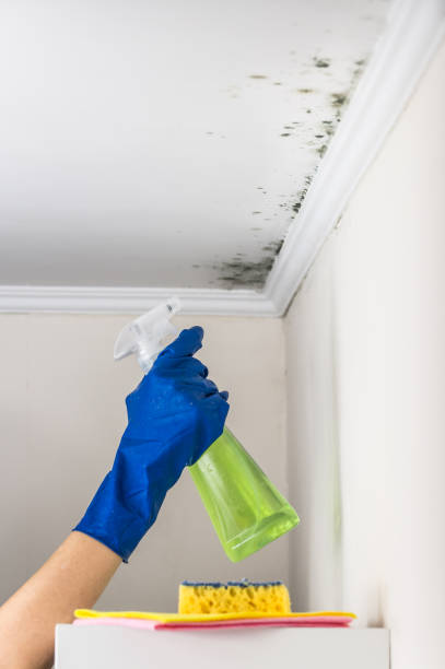 Attic Mold Removal in West Lafayette, IN